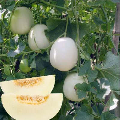 冰糖特大白沙蜜甜瓜