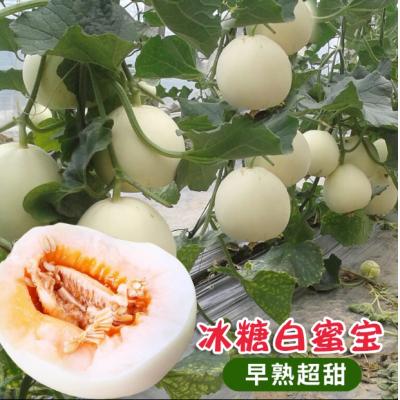 冰糖特大白沙蜜甜瓜