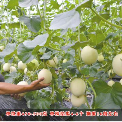 冰糖特大白沙蜜甜瓜